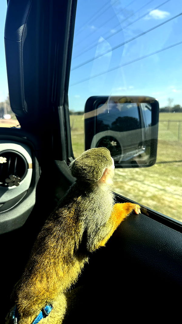 kkierstenking image ~ Altpins