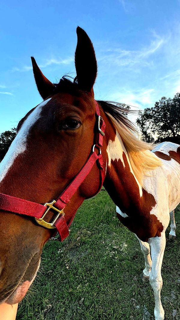 kkierstenking image ~ Altpins