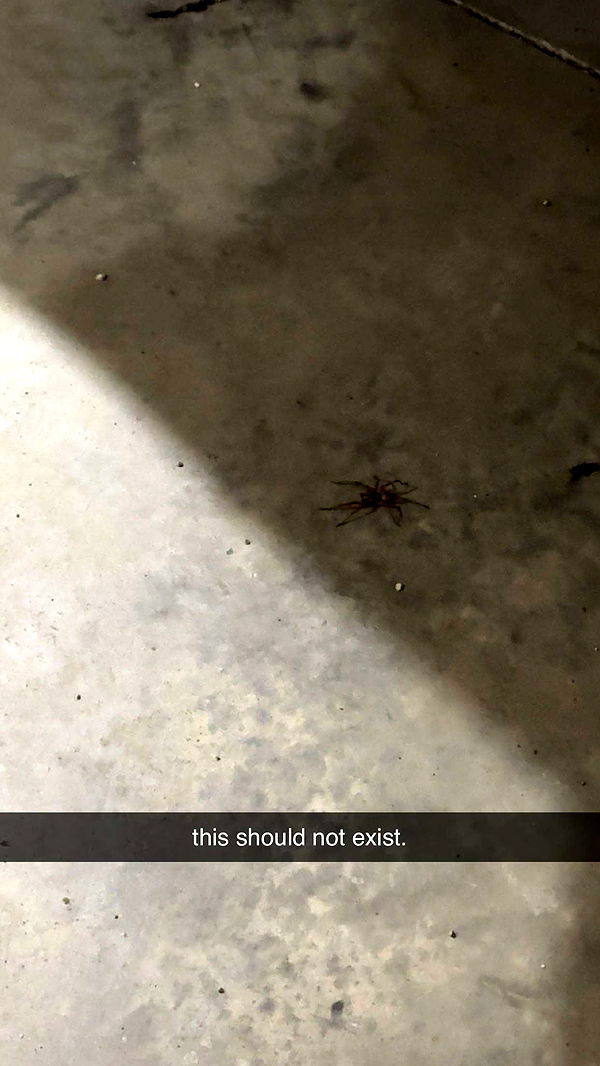 kkierstenking image ~ Altpins