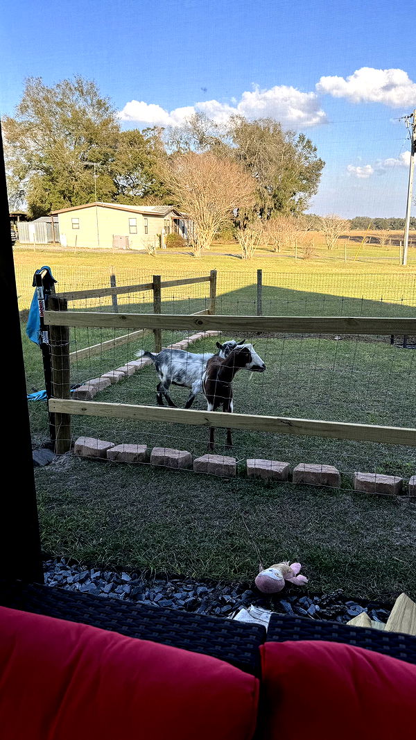 kkierstenking image ~ Altpins