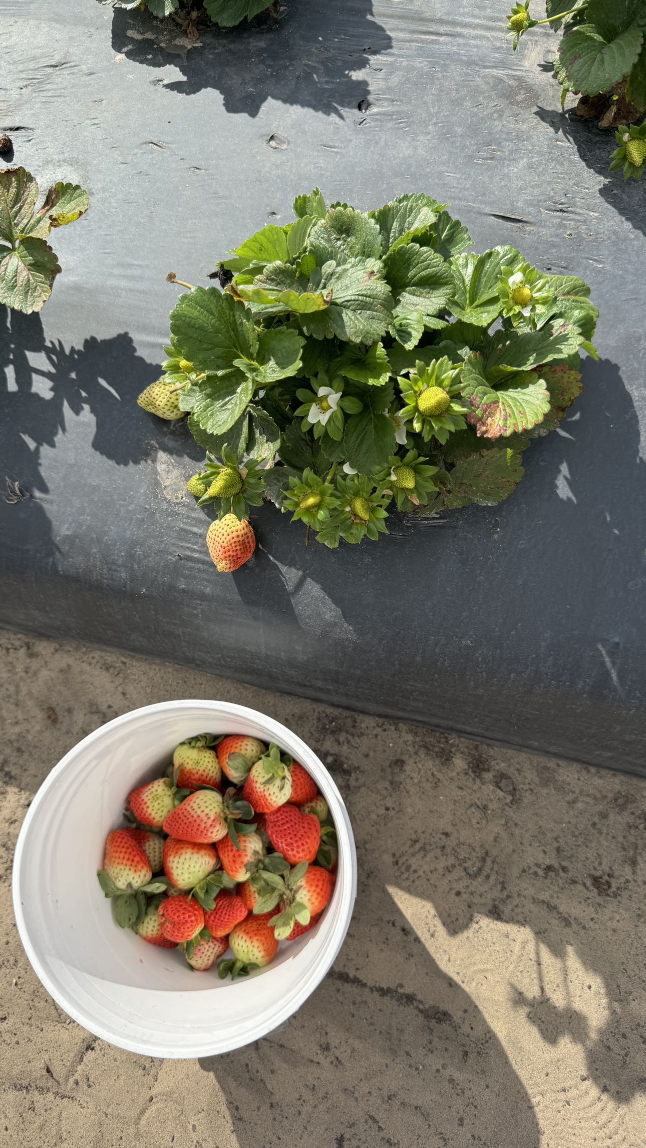 kkierstenking snapchat image archive image