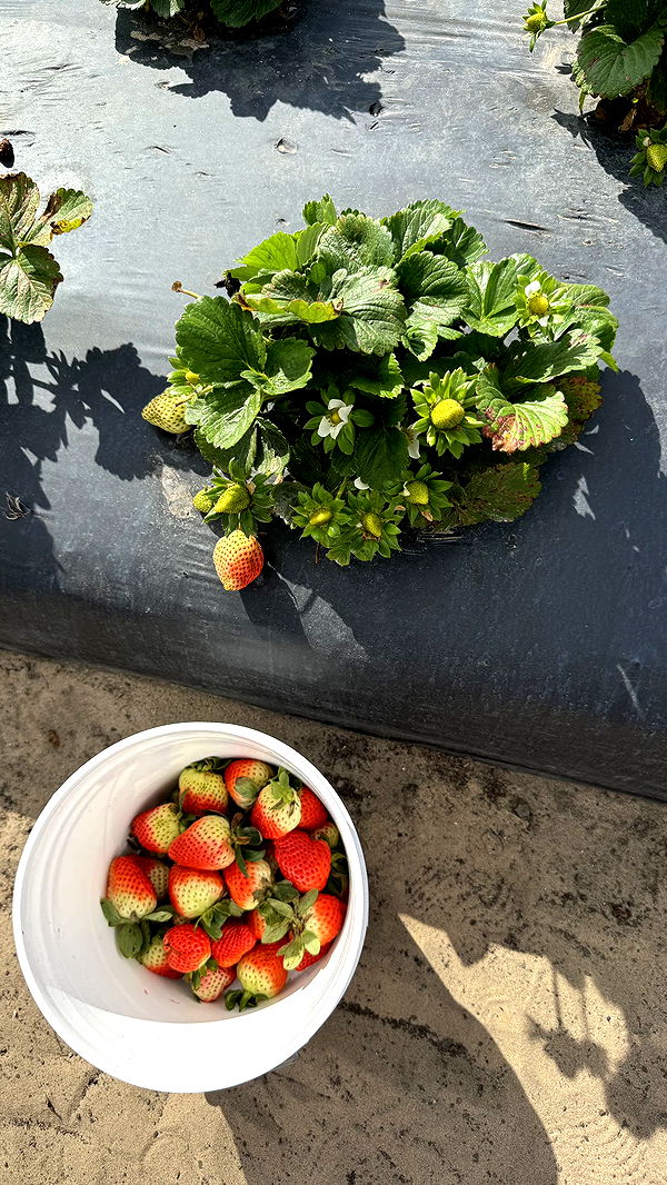 kkierstenking image ~ Altpins