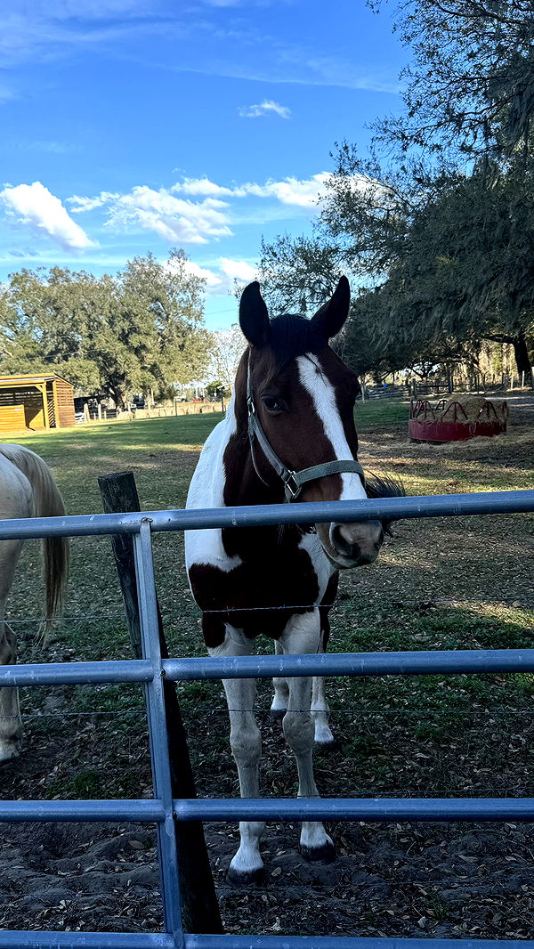 kkierstenking image ~ Altpins