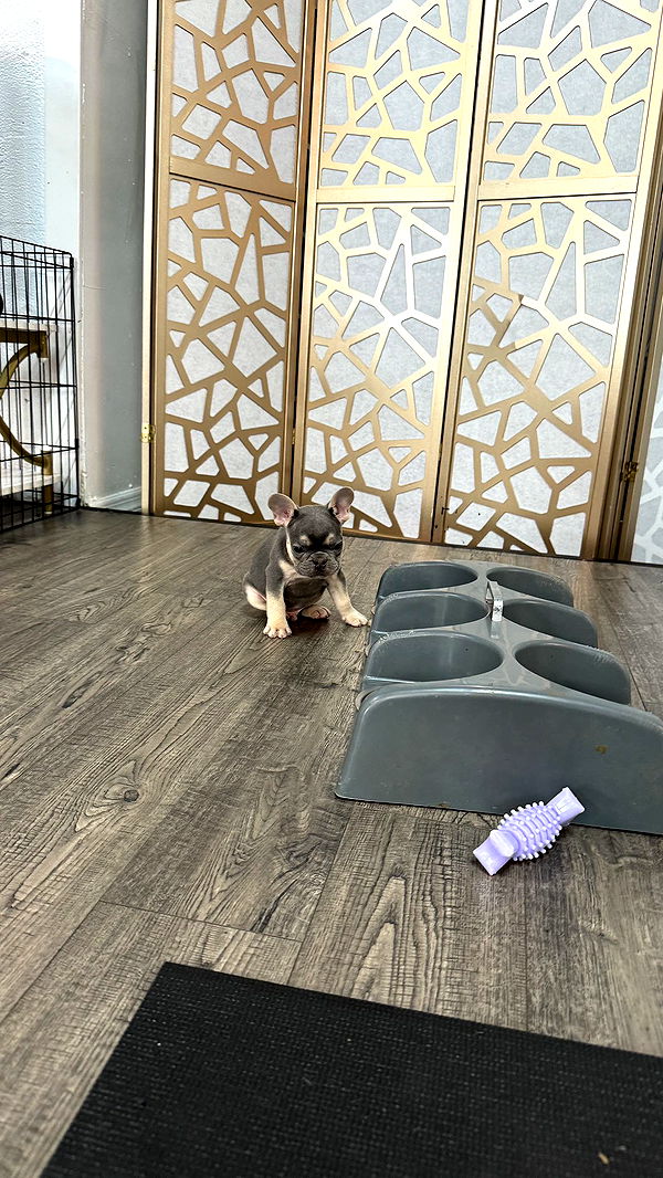 kkierstenking image ~ Altpins