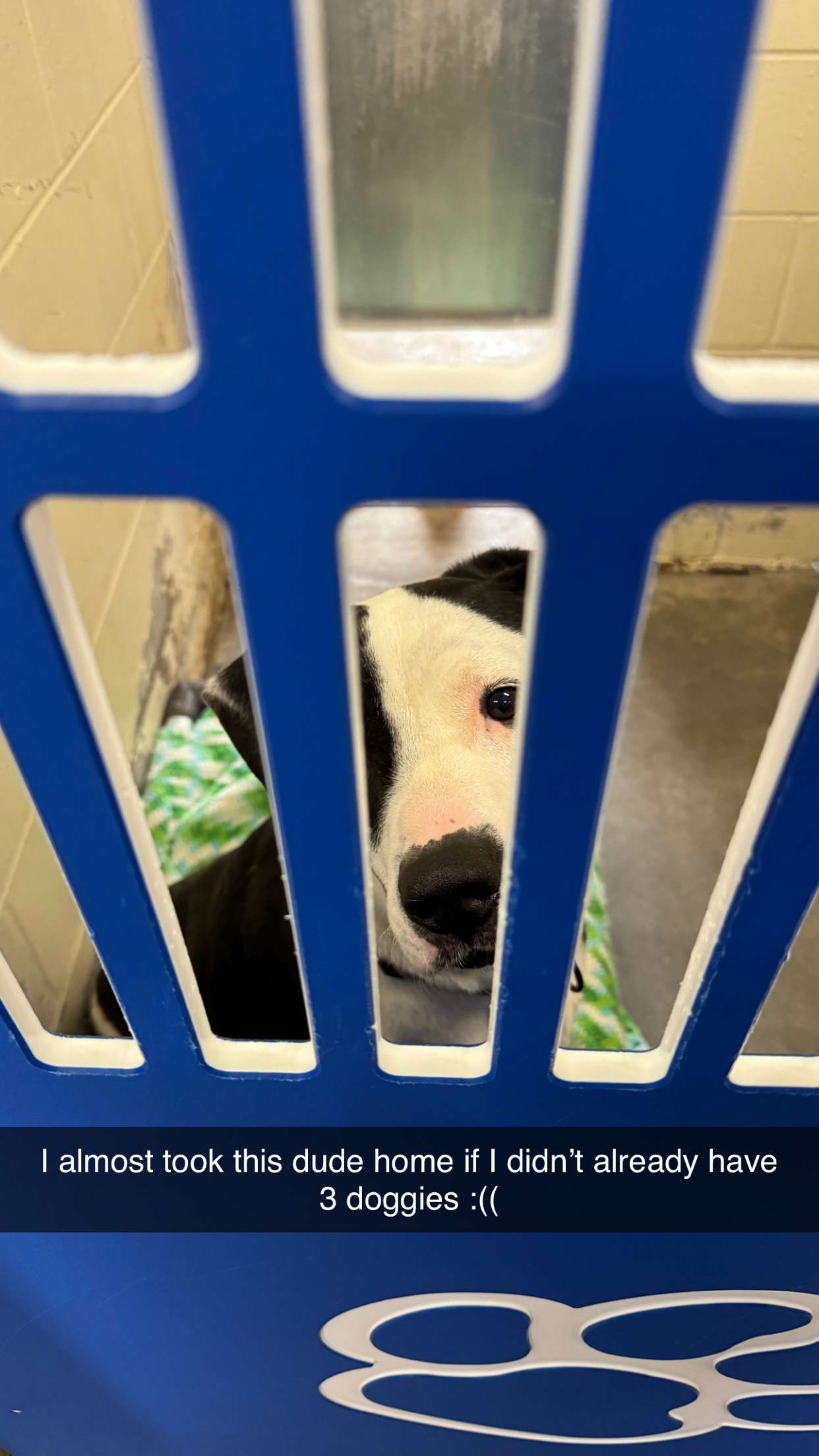 kkierstenking snapchat image archive image