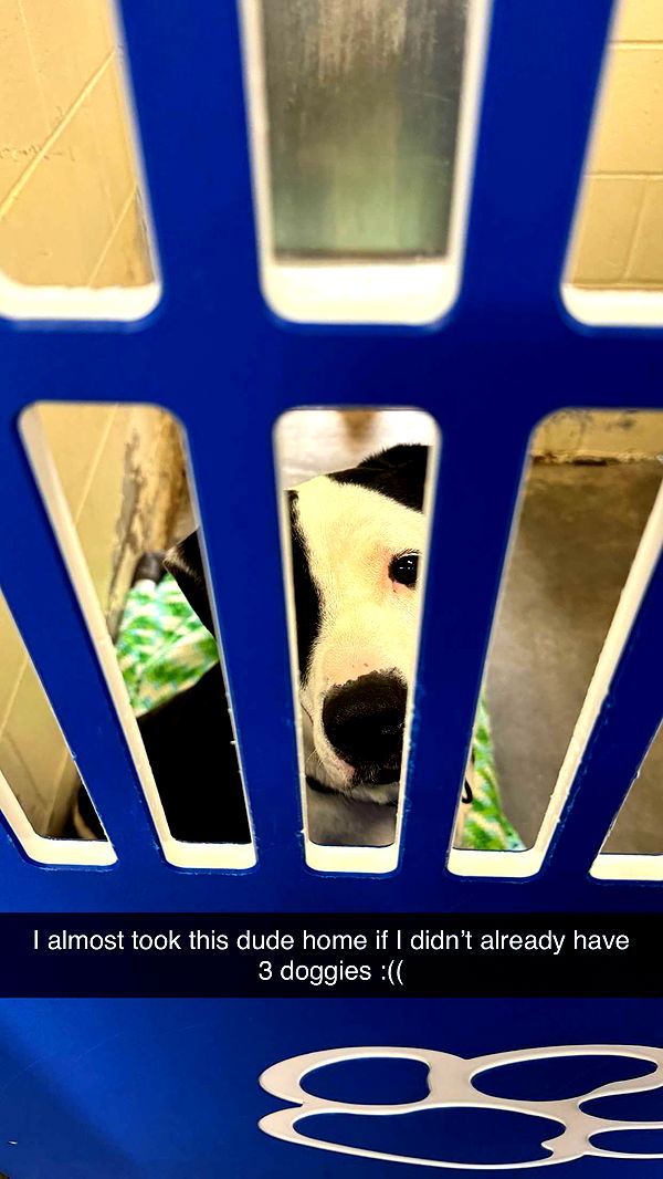 kkierstenking image ~ Altpins