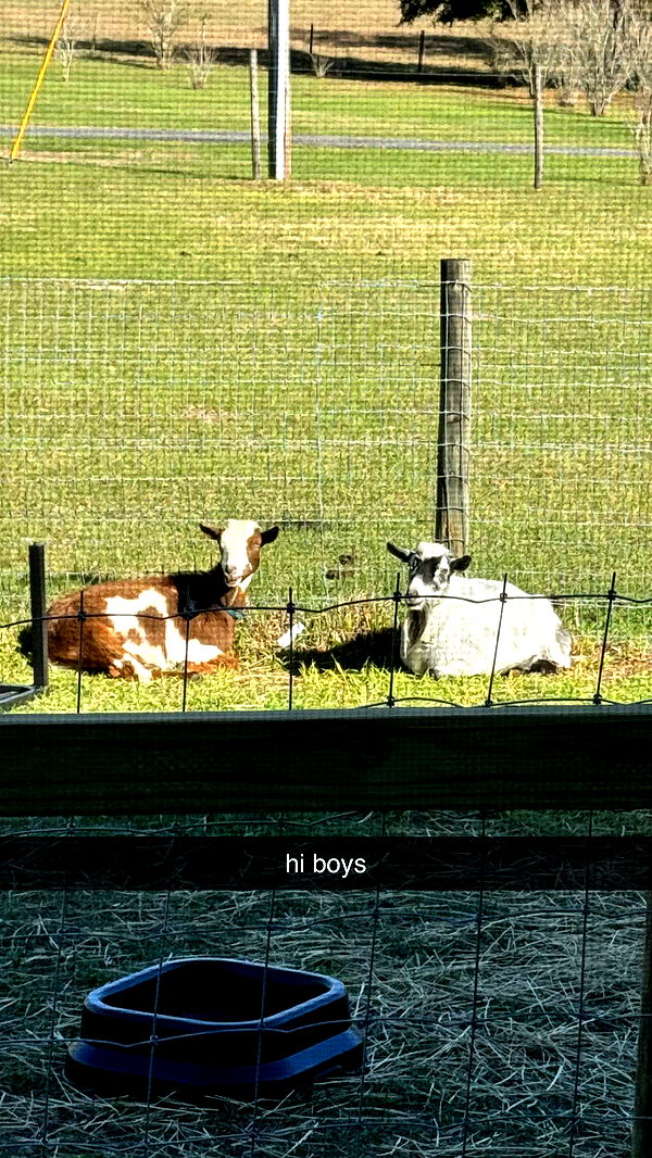 kkierstenking image ~ Altpins