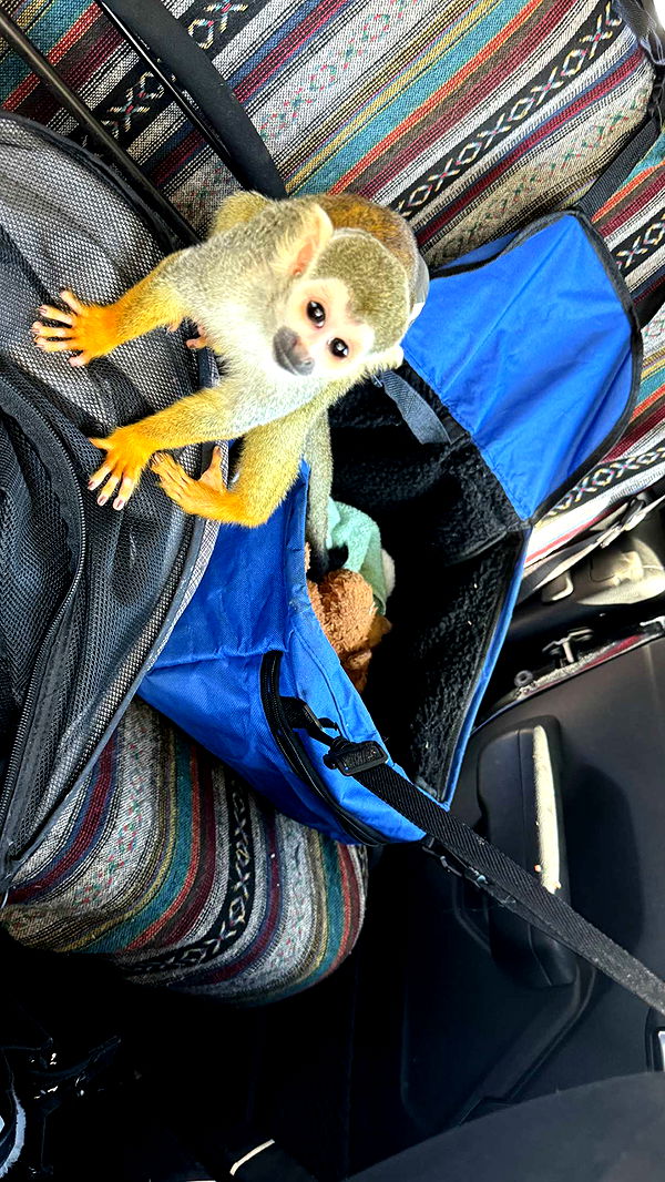 kkierstenking image ~ Altpins