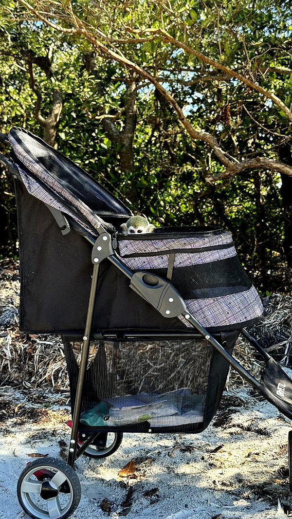 kkierstenking image ~ Altpins