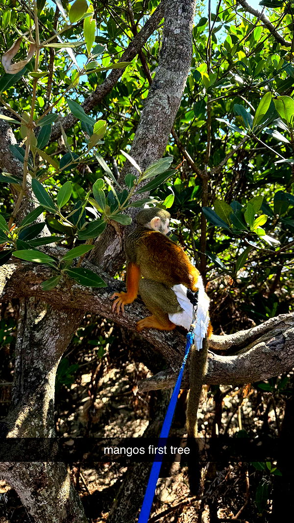 kkierstenking image ~ Altpins