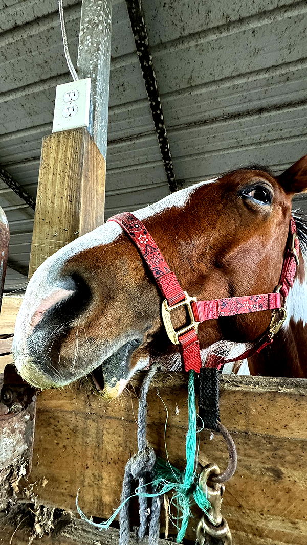 kkierstenking image ~ Altpins