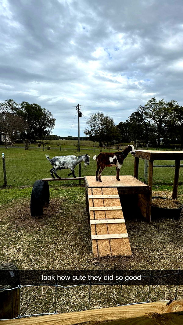 kkierstenking image ~ Altpins