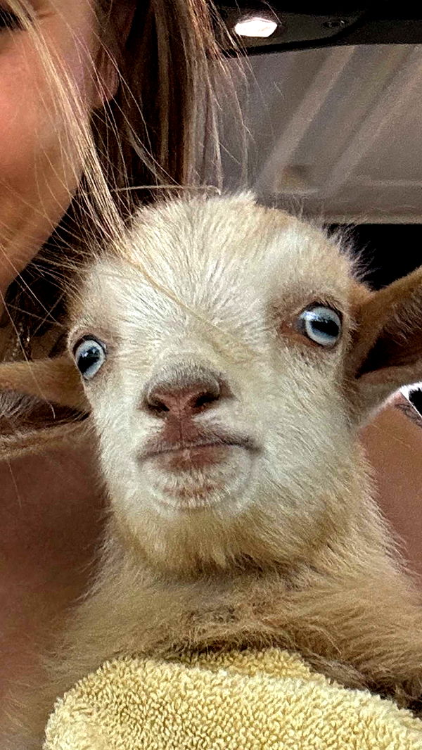 kkierstenking image ~ Altpins