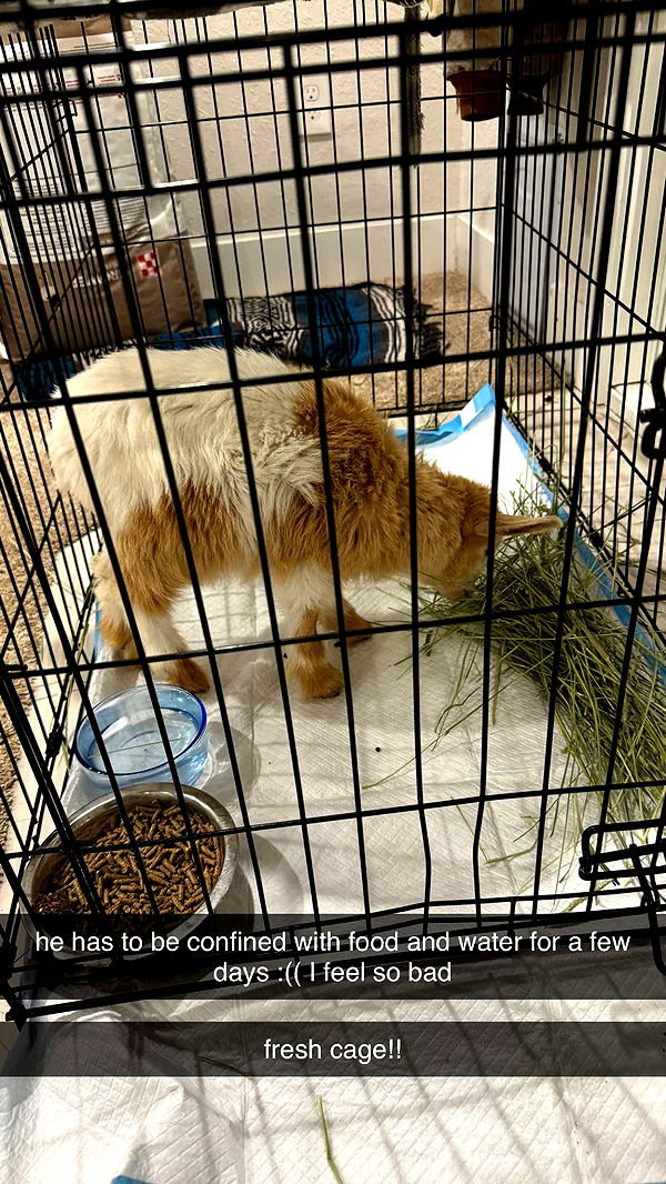 kkierstenking image ~ Altpins