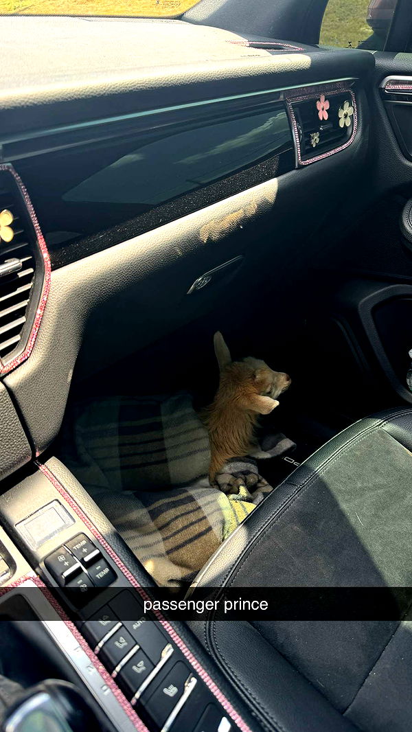 kkierstenking image ~ Altpins