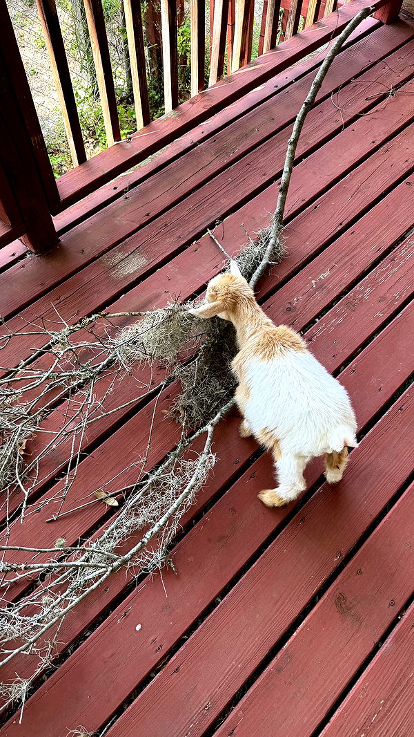 kkierstenking image ~ Altpins