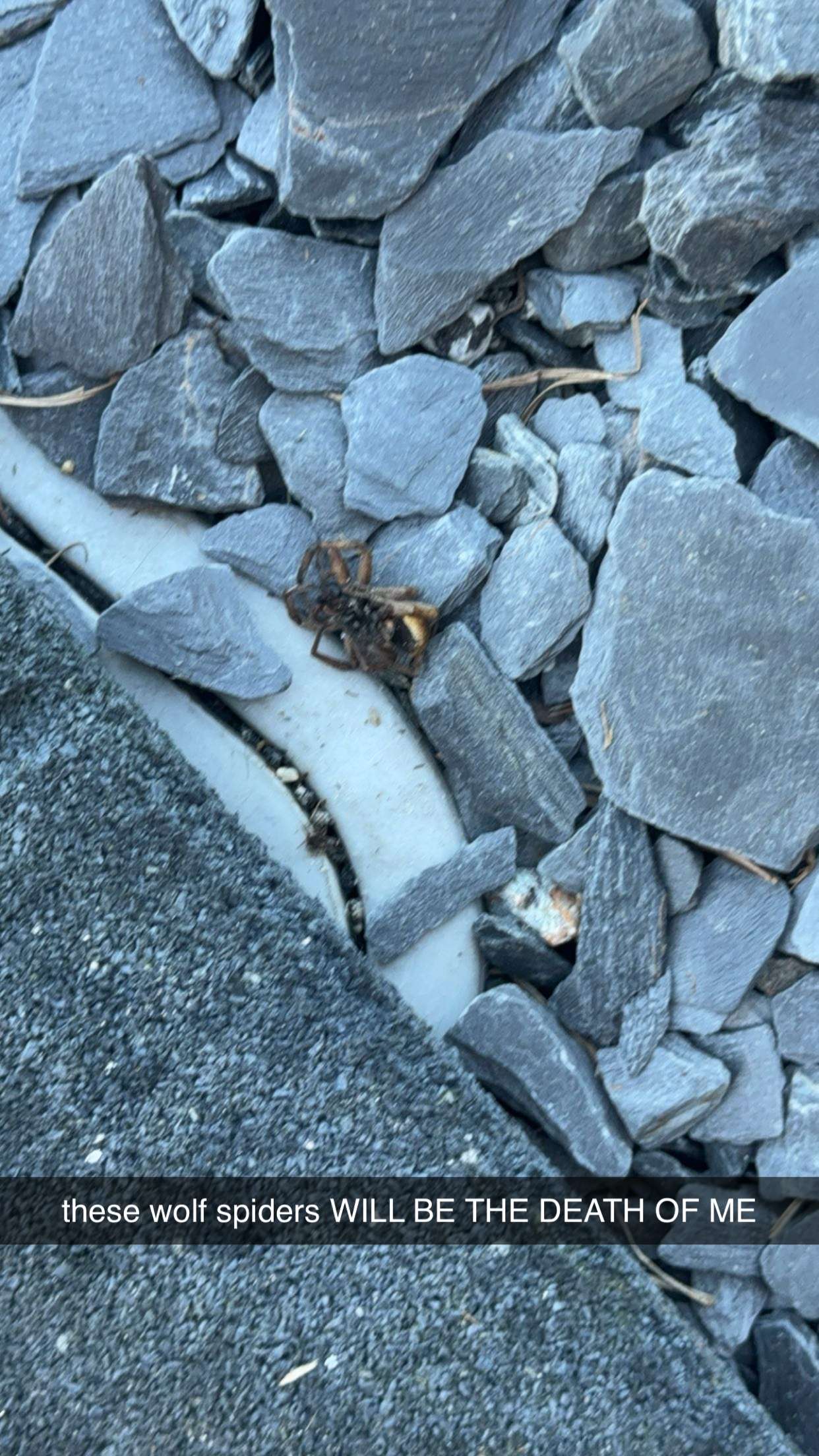 kkierstenking snapchat image archive image