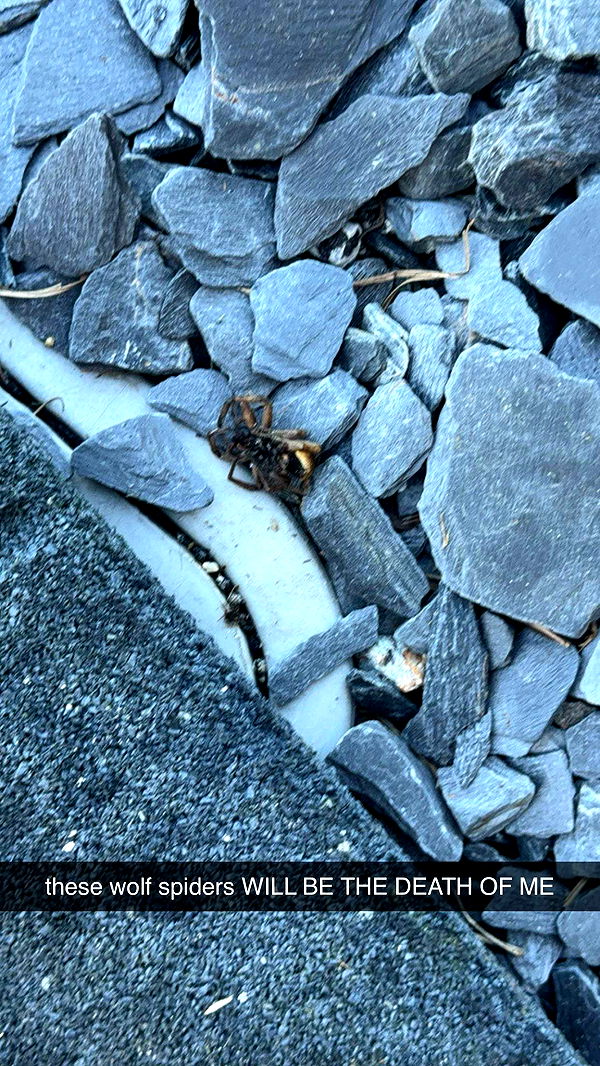 kkierstenking image ~ Altpins