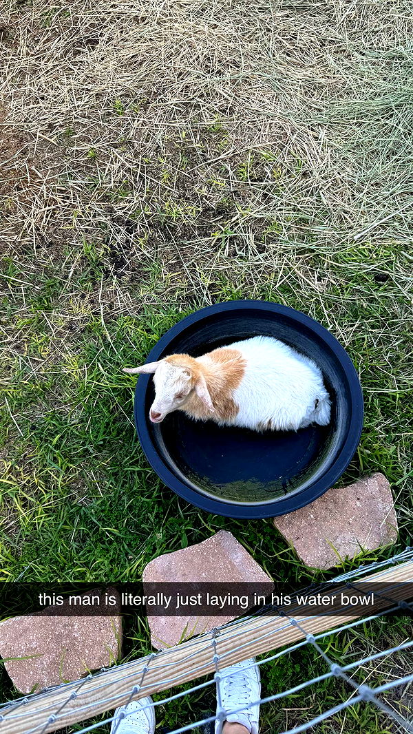 kkierstenking image ~ Altpins