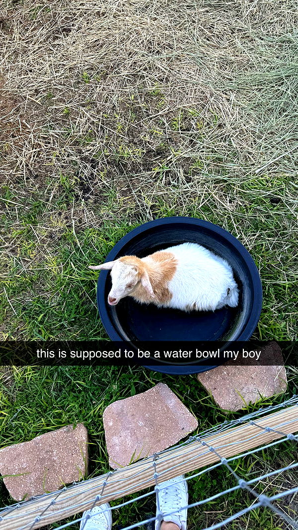 kkierstenking image ~ Altpins