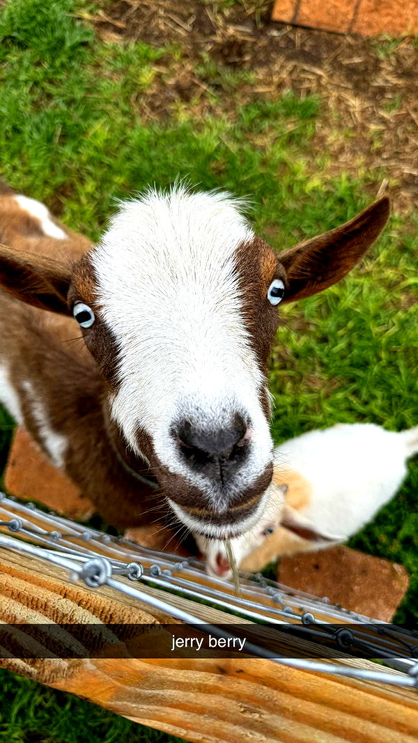 kkierstenking image ~ Altpins