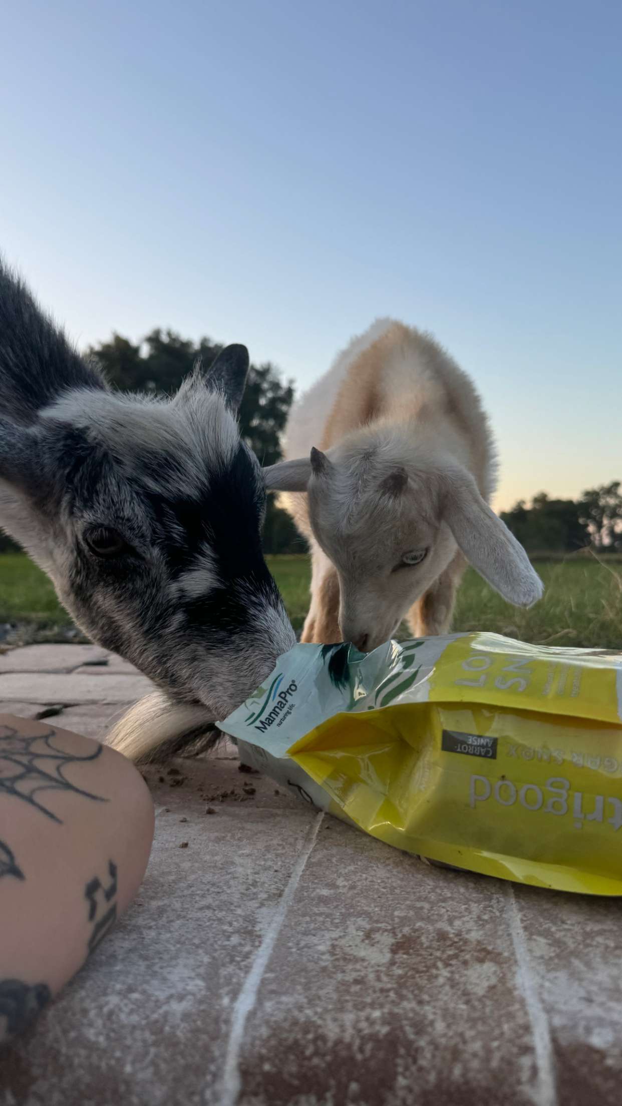 kkierstenking snapchat image archive image