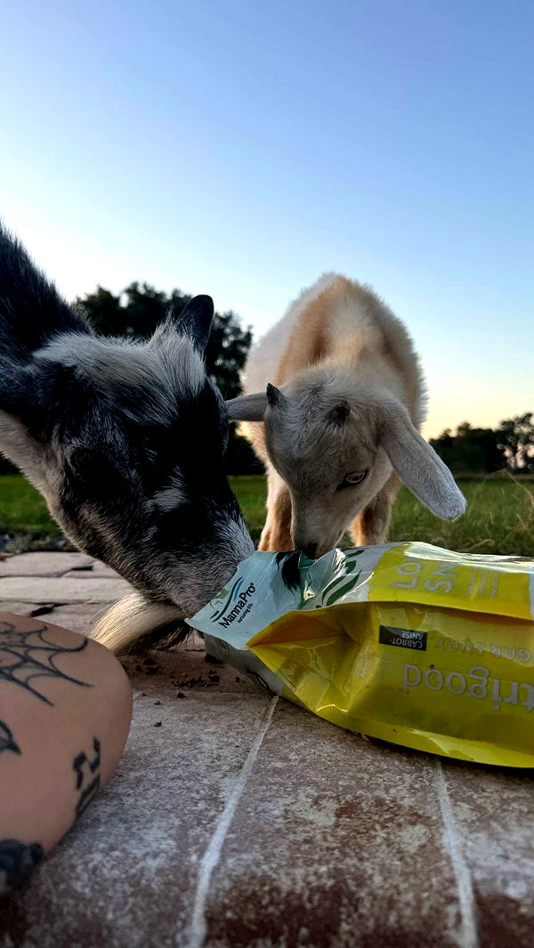 kkierstenking image ~ Altpins