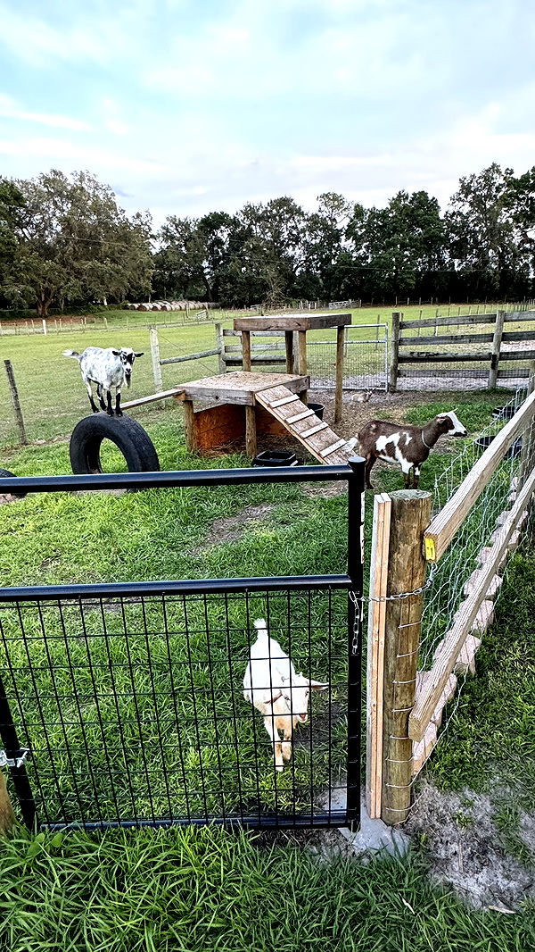 kkierstenking image ~ Altpins