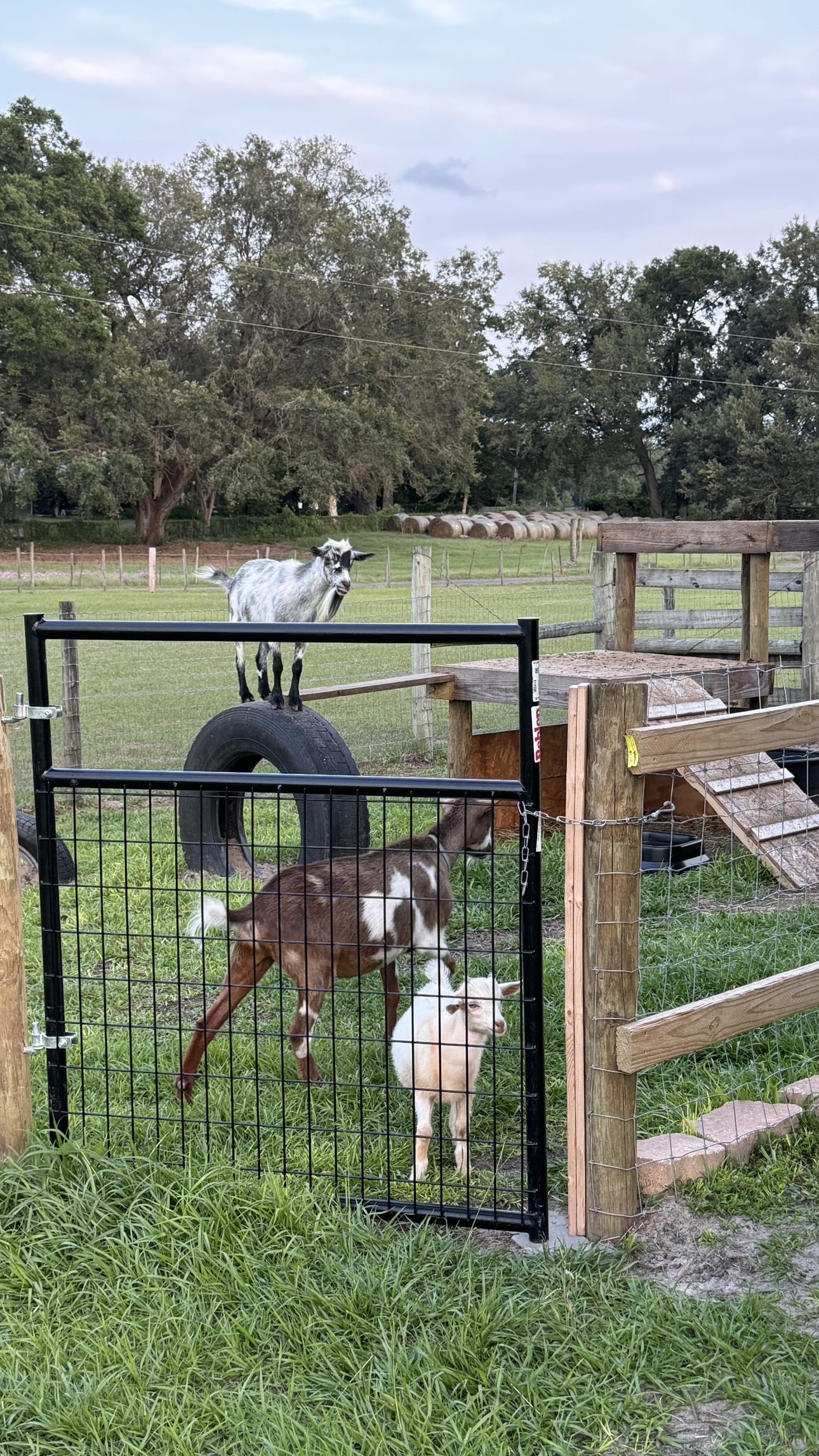 kkierstenking snapchat image archive image