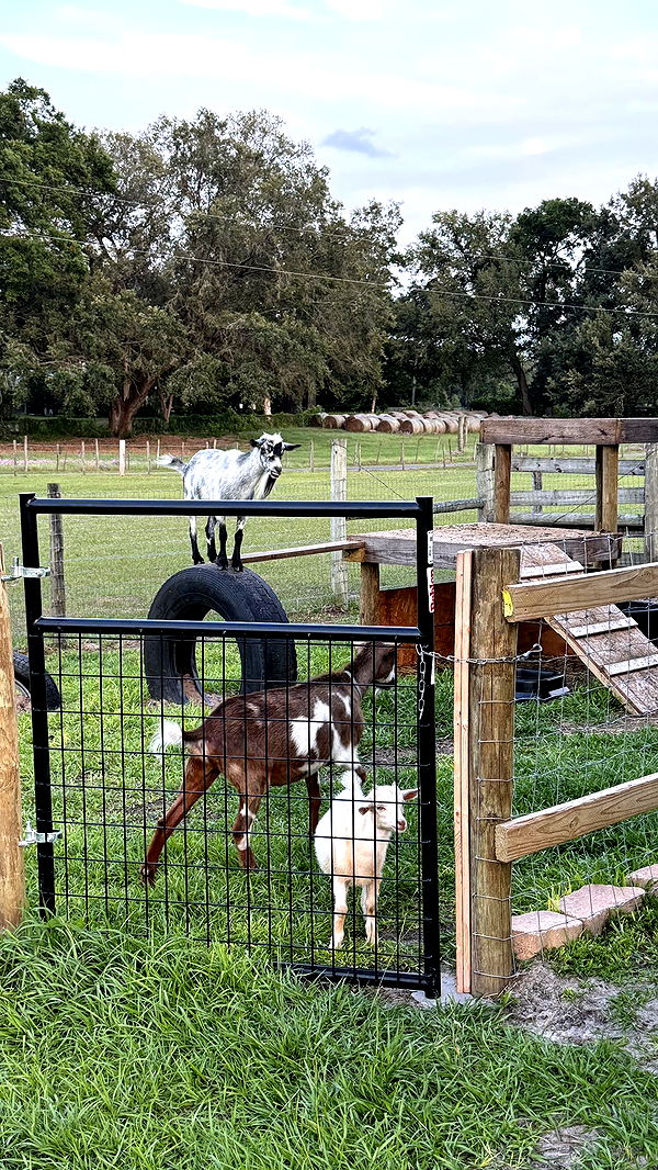 kkierstenking image ~ Altpins