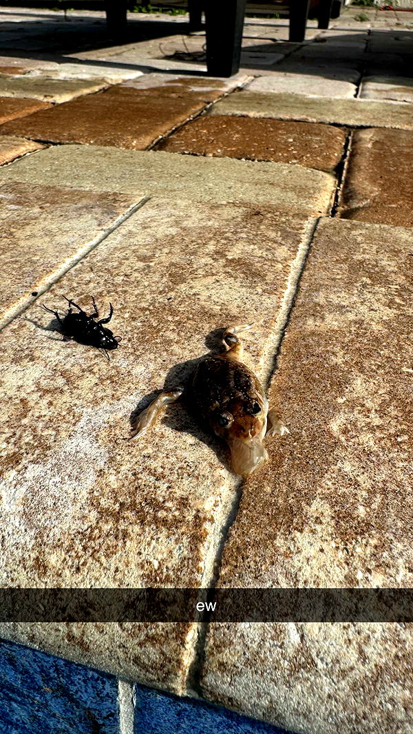 kkierstenking image ~ Altpins