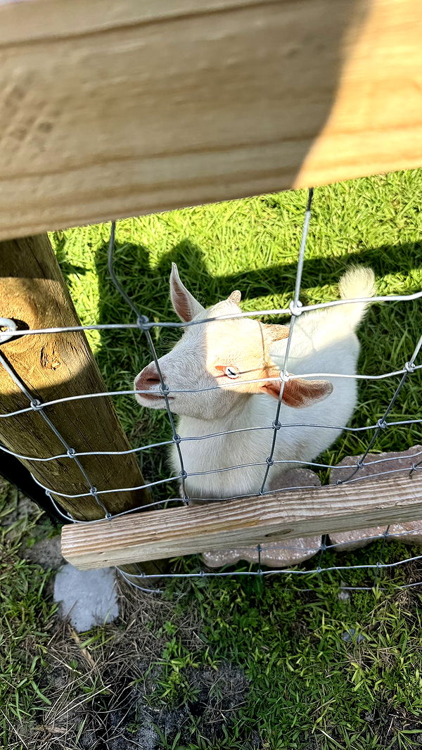 kkierstenking image ~ Altpins