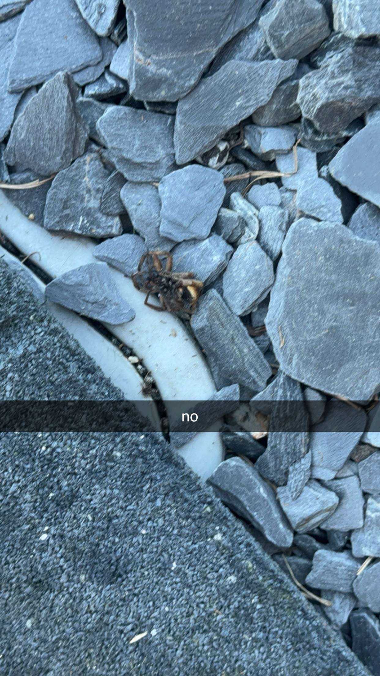 kkierstenking snapchat image archive image