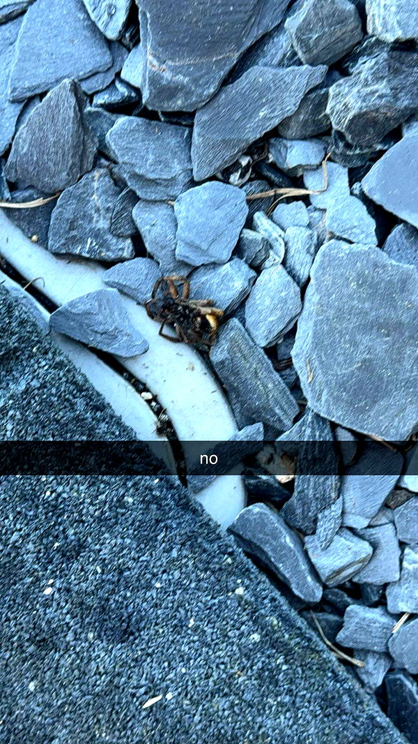 kkierstenking image ~ Altpins