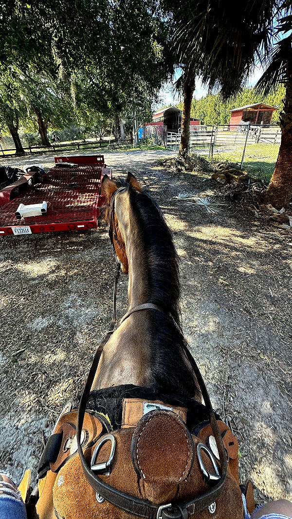 kkierstenking image ~ Altpins