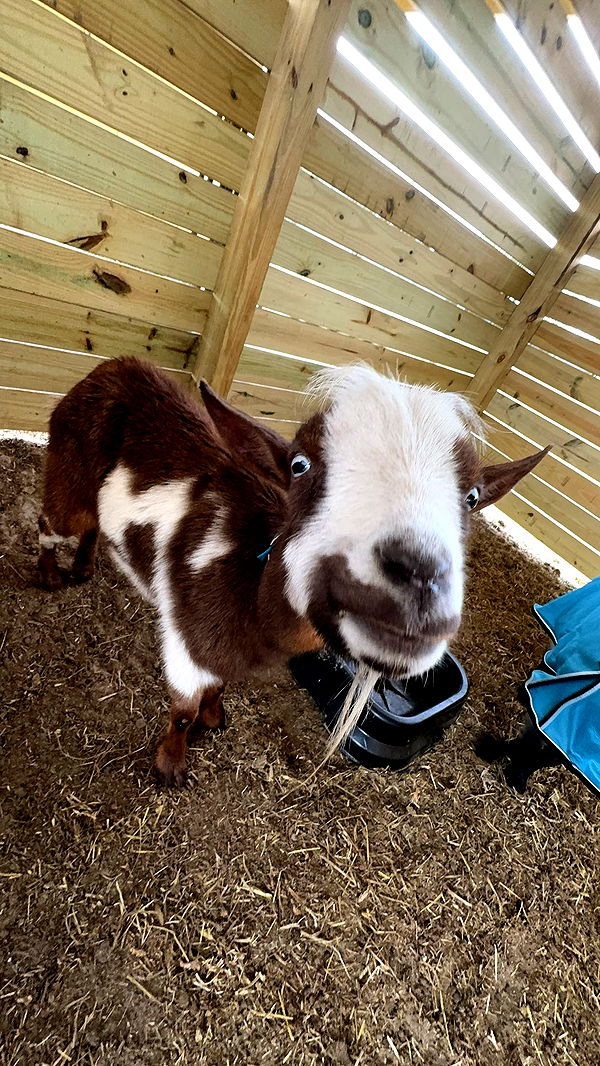 kkierstenking image ~ Altpins