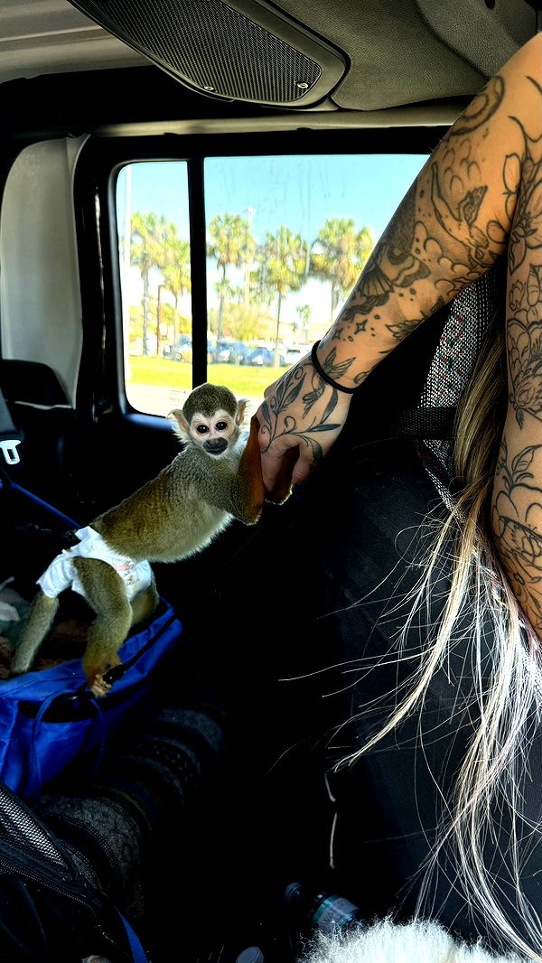 kkierstenking image ~ Altpins