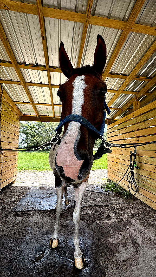 kkierstenking image ~ Altpins