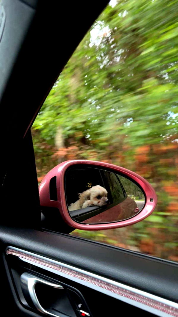 kkierstenking image ~ Altpins