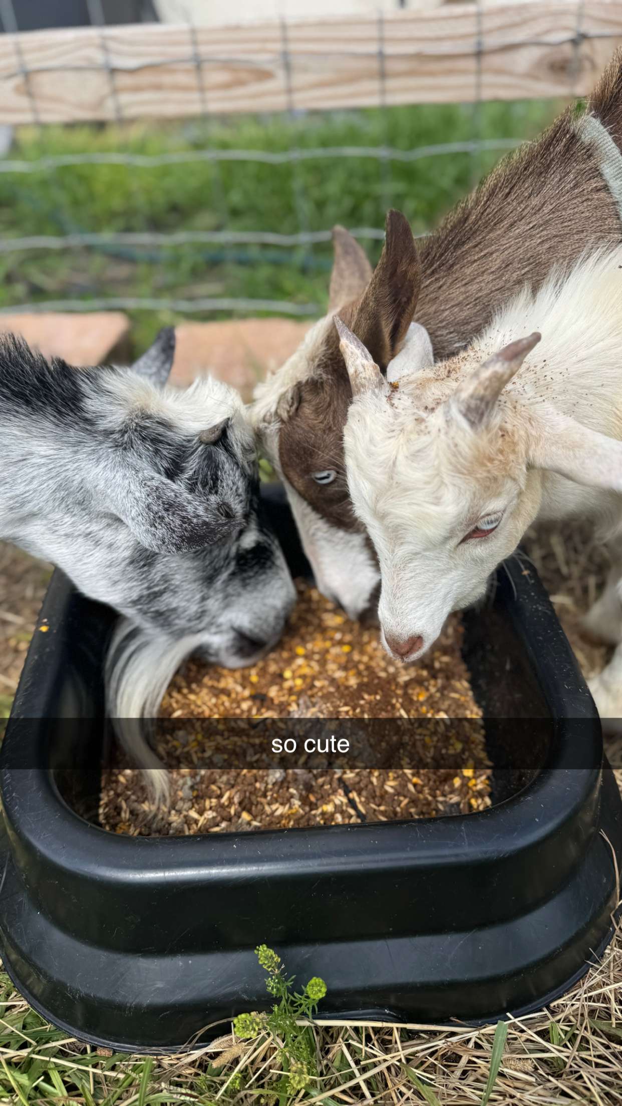 kkierstenking snapchat image archive image