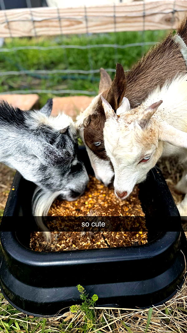 kkierstenking image ~ Altpins