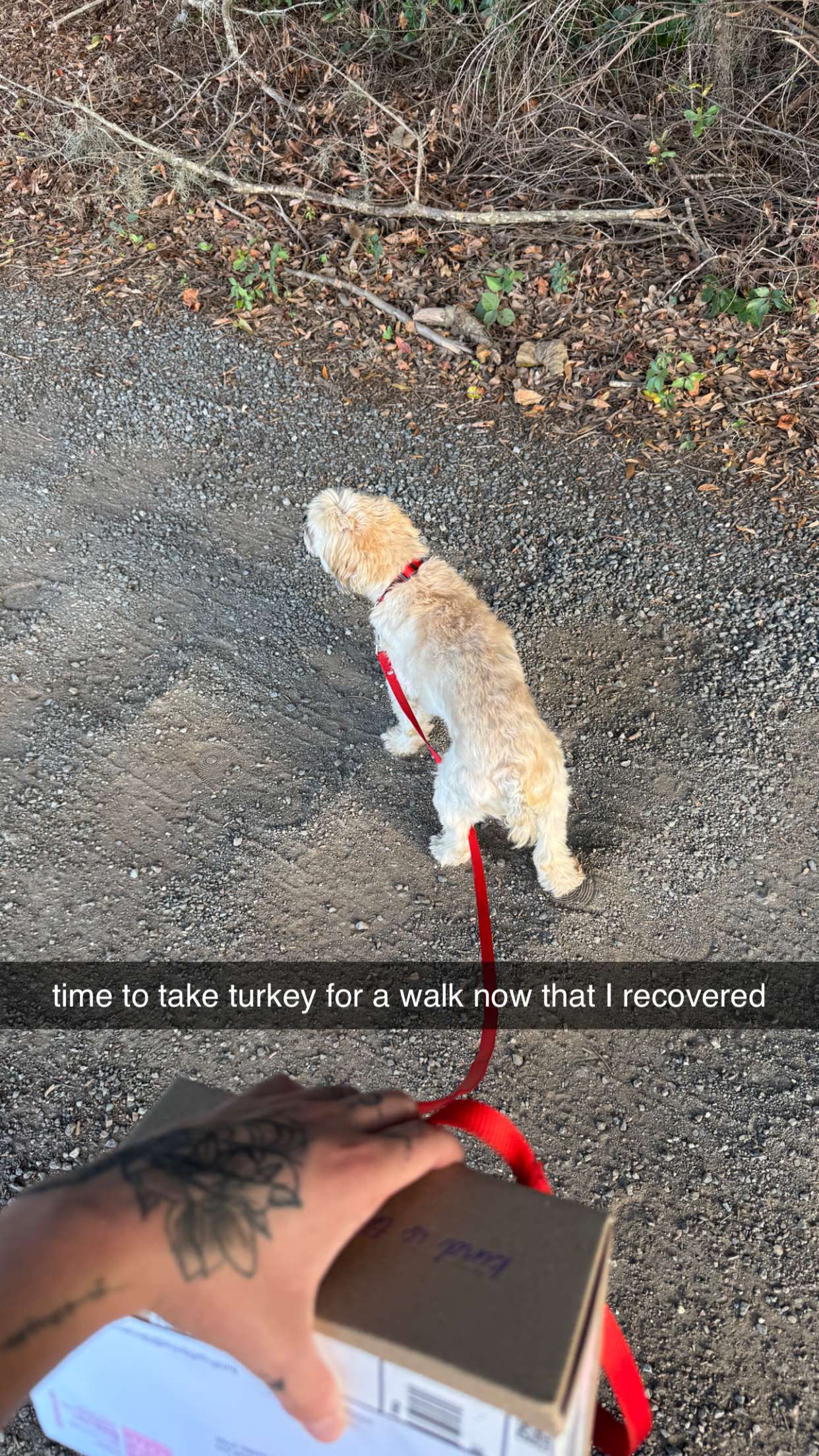 kkierstenking snapchat image archive image