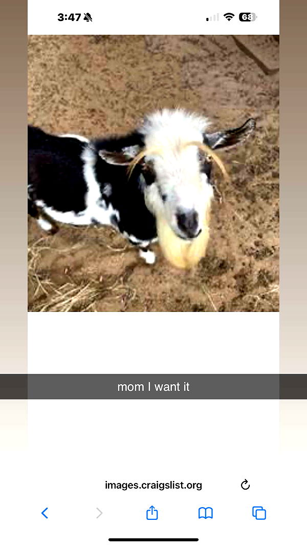 kkierstenking image ~ Altpins