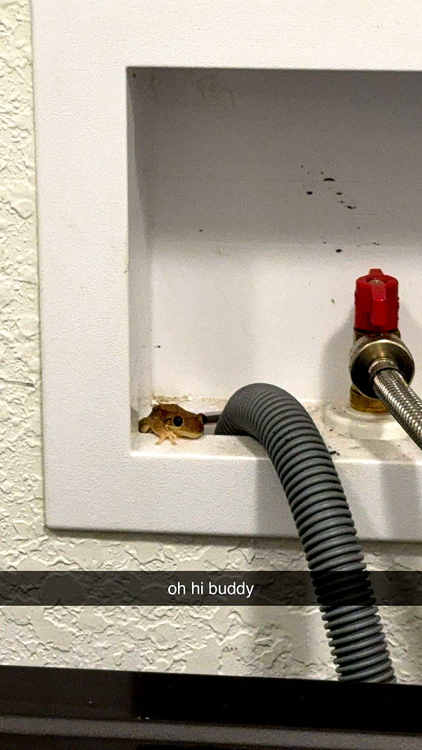 kkierstenking image ~ Altpins