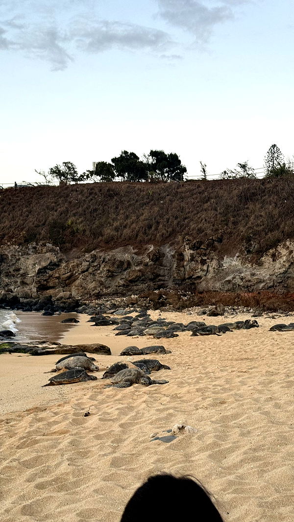 kkierstenking image ~ Altpins