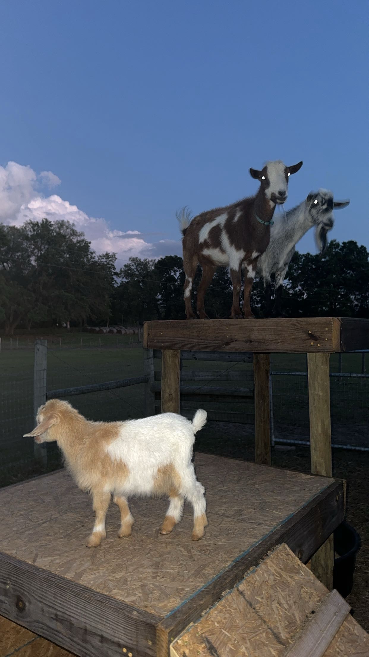 kkierstenking snapchat image archive image