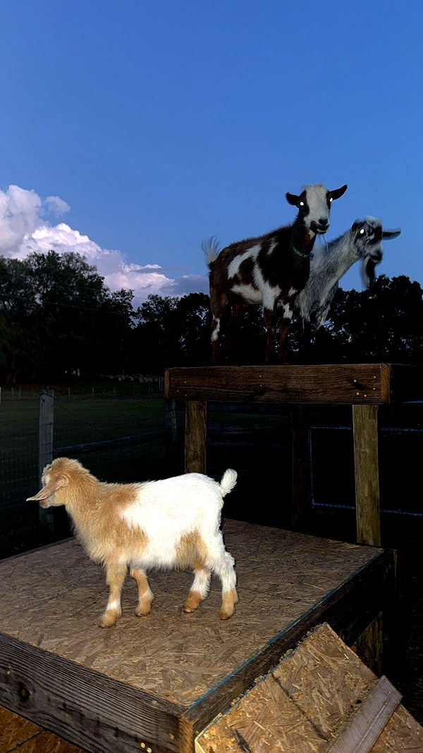 kkierstenking image ~ Altpins