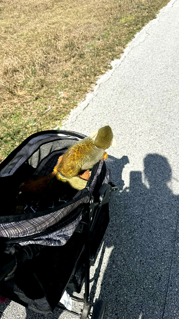 kkierstenking image ~ Altpins