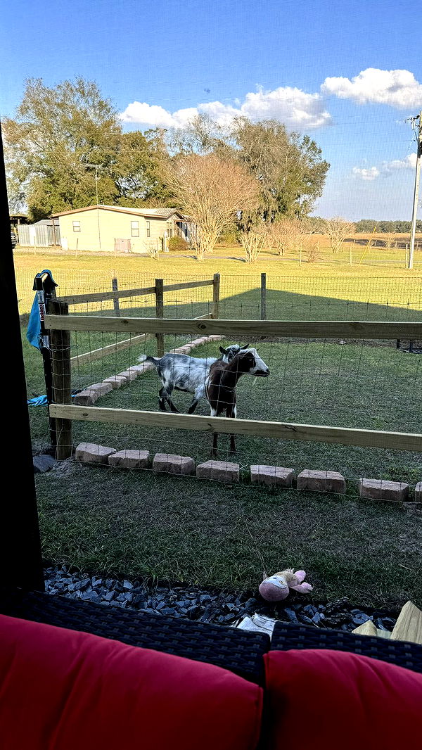 kkierstenking image ~ Altpins