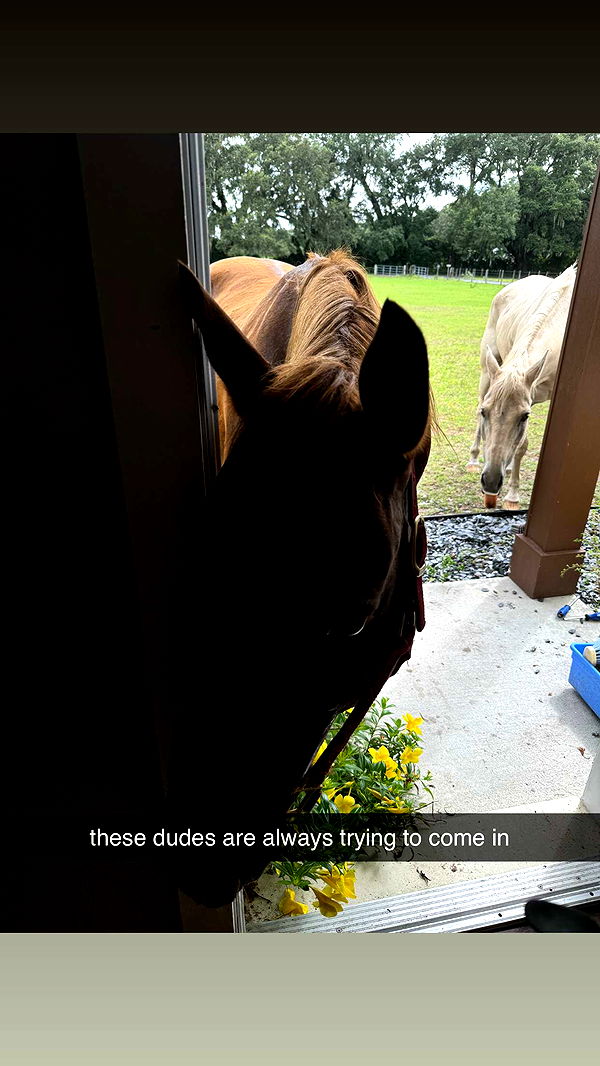 kkierstenking image ~ Altpins